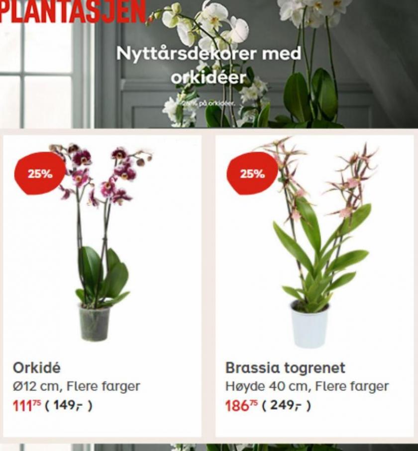 -25% På Orkidéer.. Plantasjen (2022-01-02-2022-01-02)