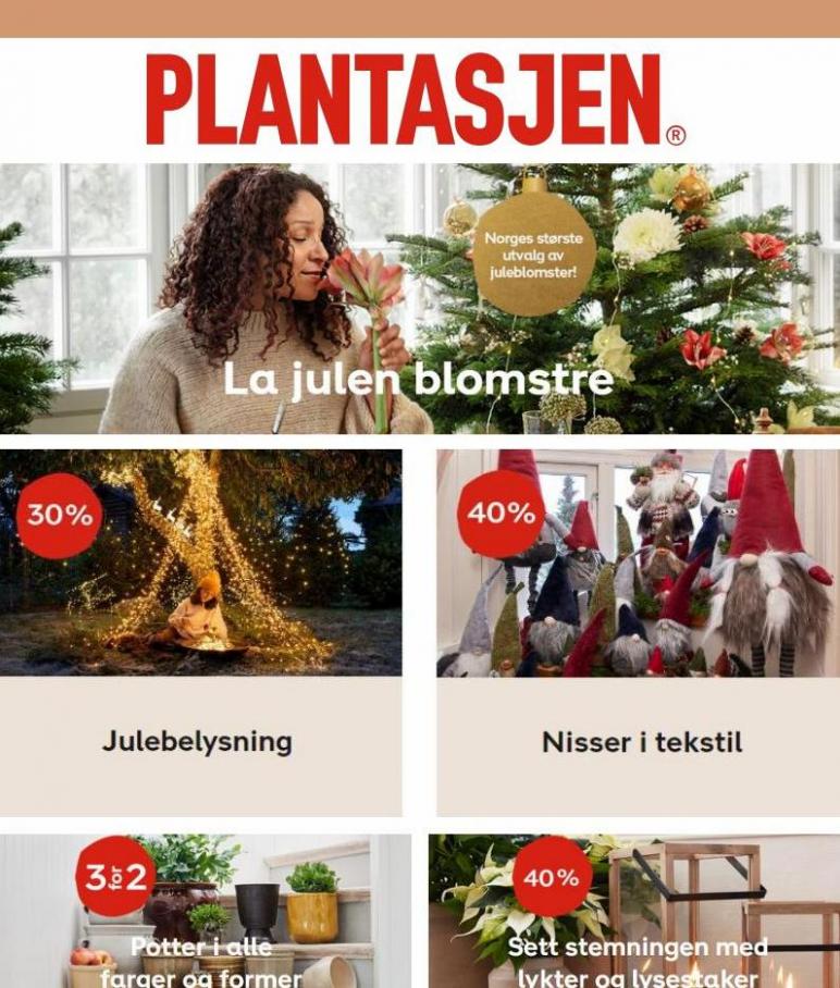 La julen blomstre. Plantasjen (2022-12-11-2022-12-11)
