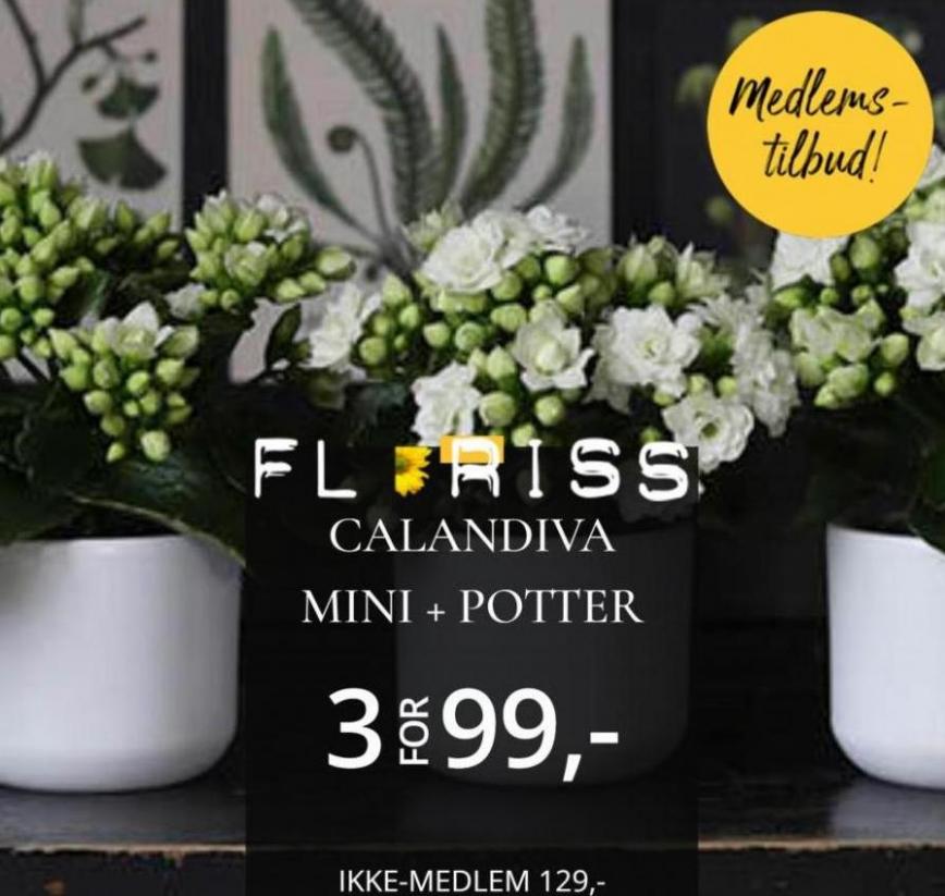 Floriss Medlems-Tilbud!. Floriss (2023-01-12-2023-01-12)
