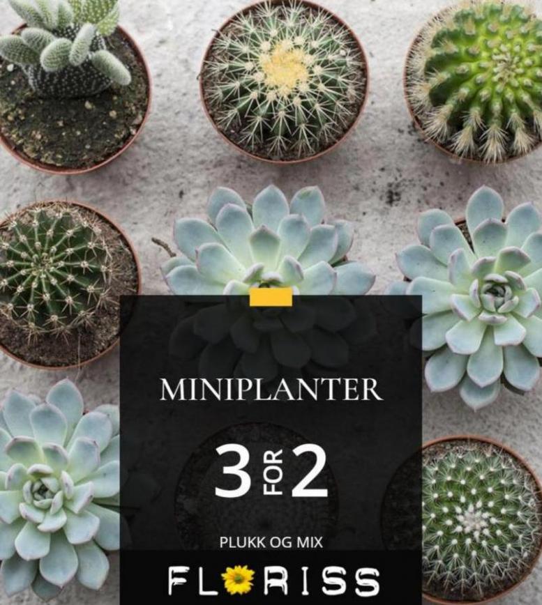 Miniplanter 3 for 2!. Floriss (2023-10-01-2023-10-01)
